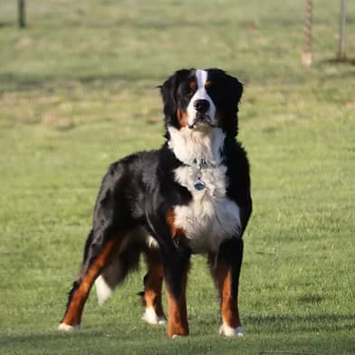 Cooper - Bernese Mountain Dog father