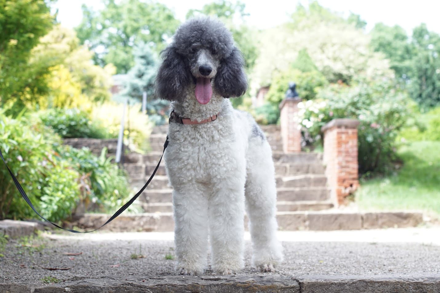 Bindi — Standard Poodle breeding dog at Harpers Ferry Doodles