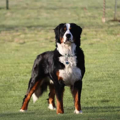 Cooper — Bernese Mountain Dog breeding dog at Harpers Ferry Doodles