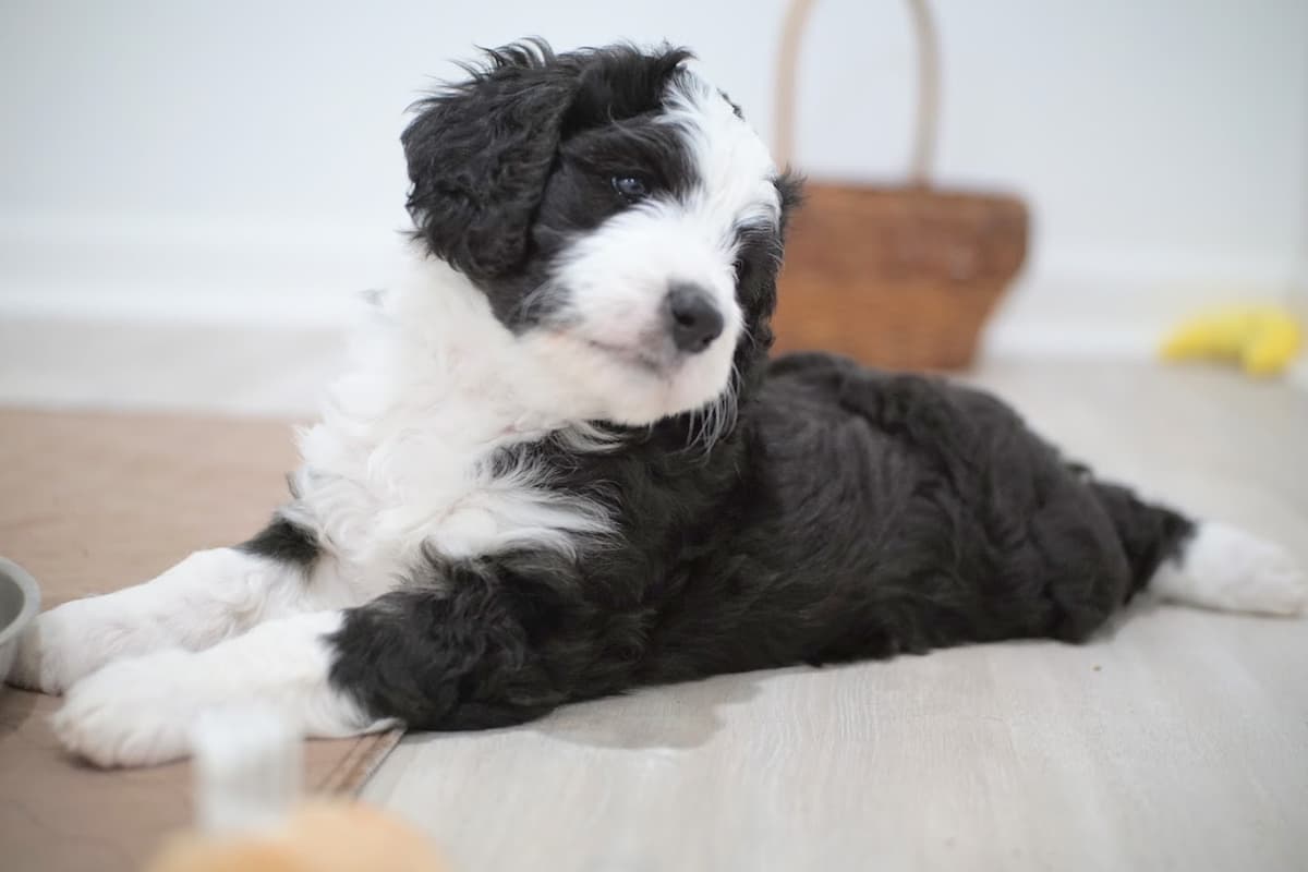 Healthy puppy at the vet