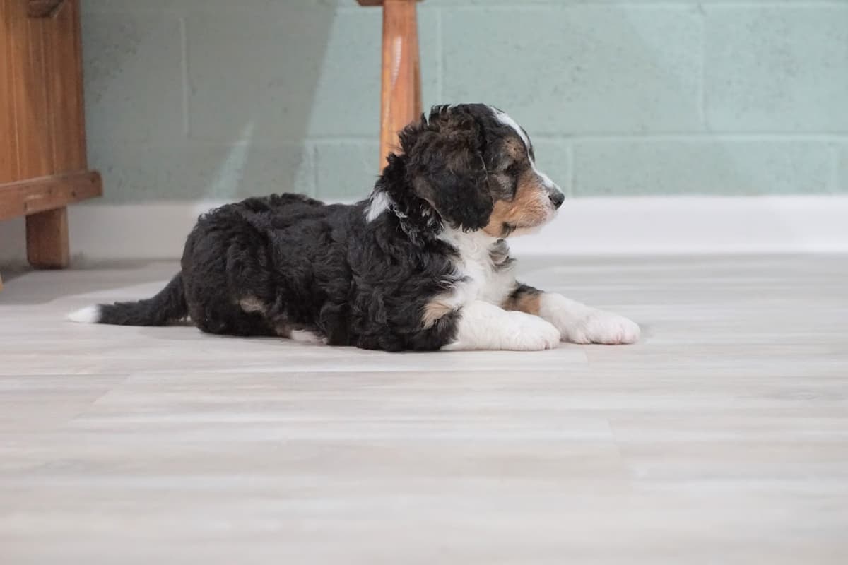 Upcoming litter preview