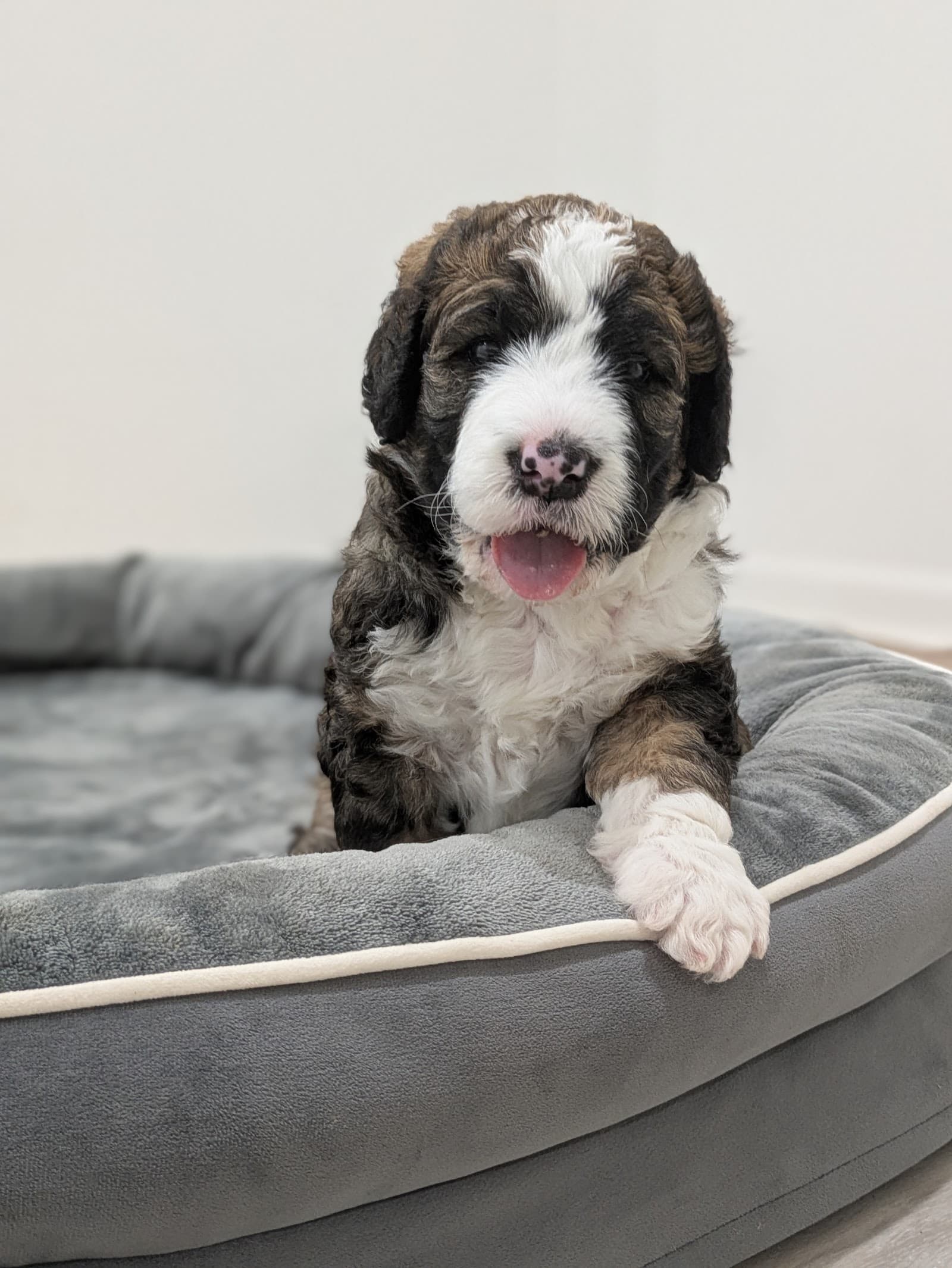 A happy F1B Bernedoodle puppy on a bed at Harpers Ferry Doodles